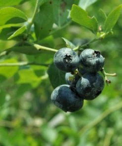 SN Blueberry - Austin (Rabbit Eye)