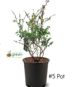 SN Blueberry - Brightwell (Rabbit Eye)