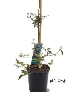 SN Blueberry - Brightwell (Rabbit Eye)