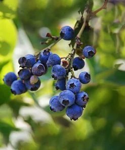 SN Blueberry - Brightwell (Rabbit Eye)