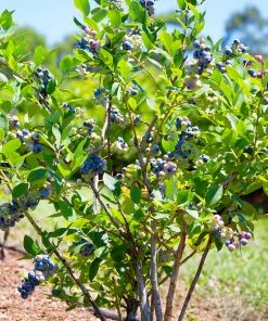 SN Blueberry - Duke (Northern Highbush)
