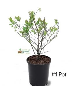 SN Blueberries Blueberry - Premier (Rabbit Eye)