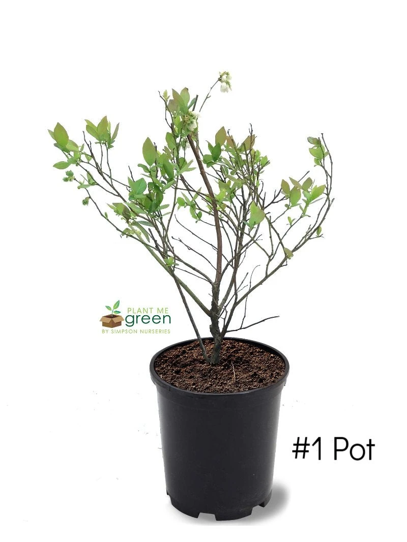 SN Blueberries Blueberry - Premier (Rabbit Eye)