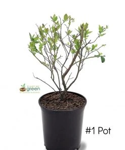 SN Blueberries Blueberry - Powder Blue (Rabbit Eye)