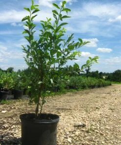 SN Blueberries Blueberry - Alapaha (Rabbit Eye)