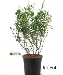 SN Blueberries Blueberry - Powder Blue (Rabbit Eye)