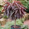 SN FRUIT COLLECTION Peach Trees - Dwarf Bonfire Patio Peach