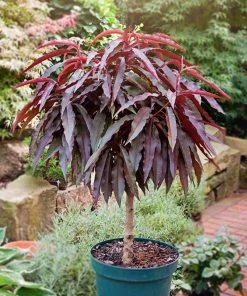 SN FRUIT COLLECTION Peach Trees - Dwarf Bonfire Patio Peach