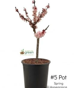 SN FRUIT COLLECTION Peach Trees - Dwarf Bonfire Patio Peach