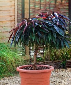 SN FRUIT COLLECTION Peach Trees - Dwarf Bonfire Patio Peach