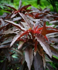 SN FRUIT COLLECTION Peach Trees - Dwarf Bonfire Patio Peach