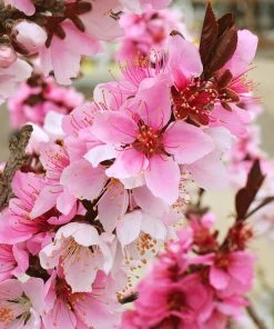 SN FRUIT COLLECTION Peach Trees - Dwarf Bonfire Patio Peach