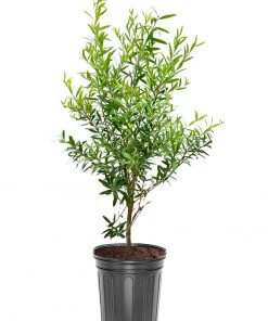 SN Bottlebrush - Red Cluster FLOWERING COLLECTION