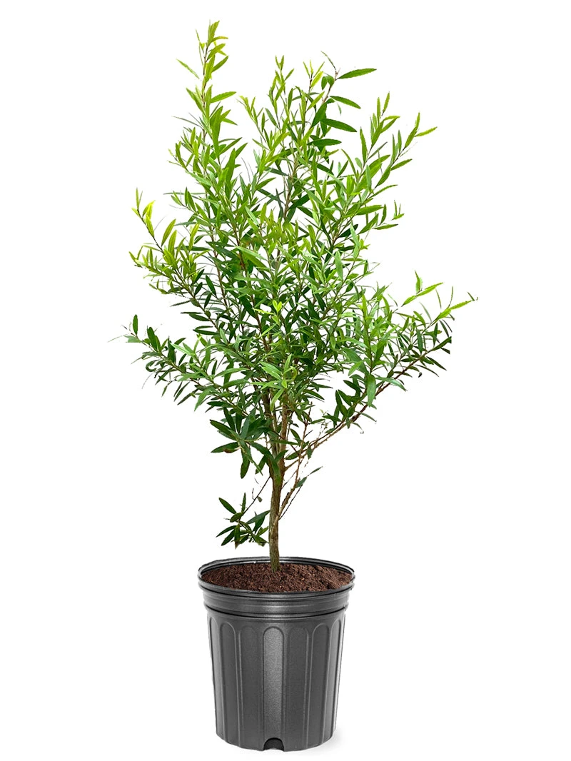 SN Bottlebrush - Red Cluster FLOWERING COLLECTION