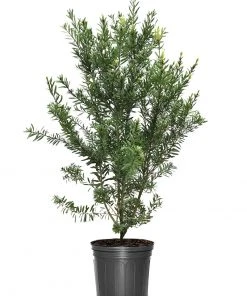 SN Bottlebrush - Red Cluster FLOWERING COLLECTION