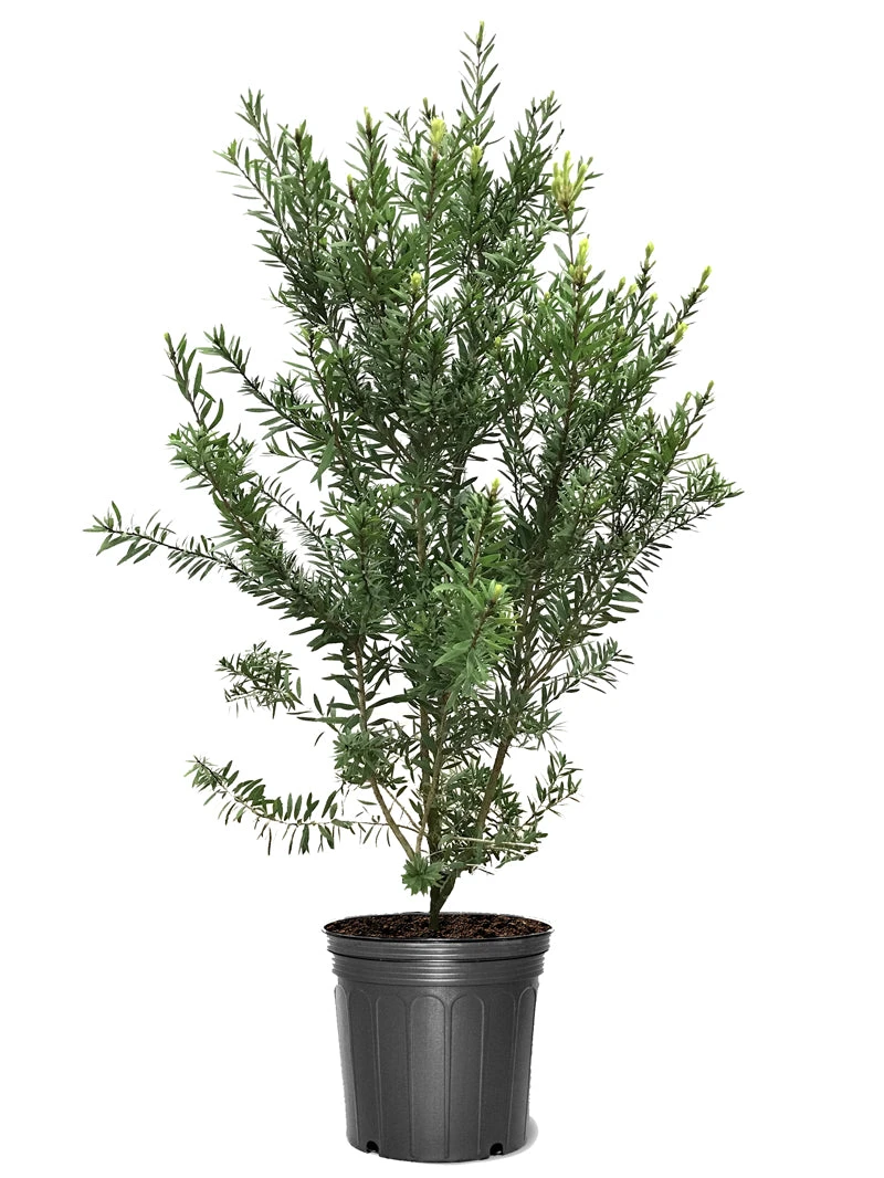 SN Bottlebrush - Red Cluster FLOWERING COLLECTION