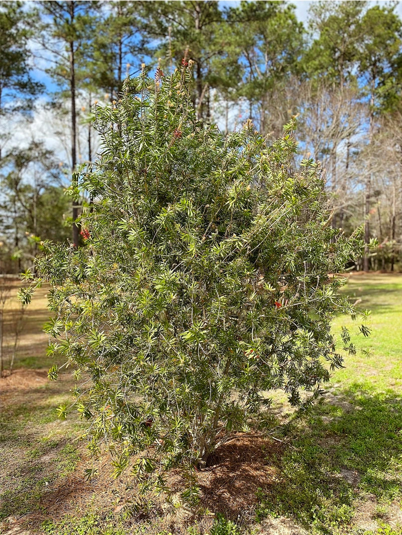 SN Bottlebrush - Red Cluster FLOWERING COLLECTION