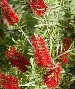 SN Bottlebrush - Red Cluster FLOWERING COLLECTION