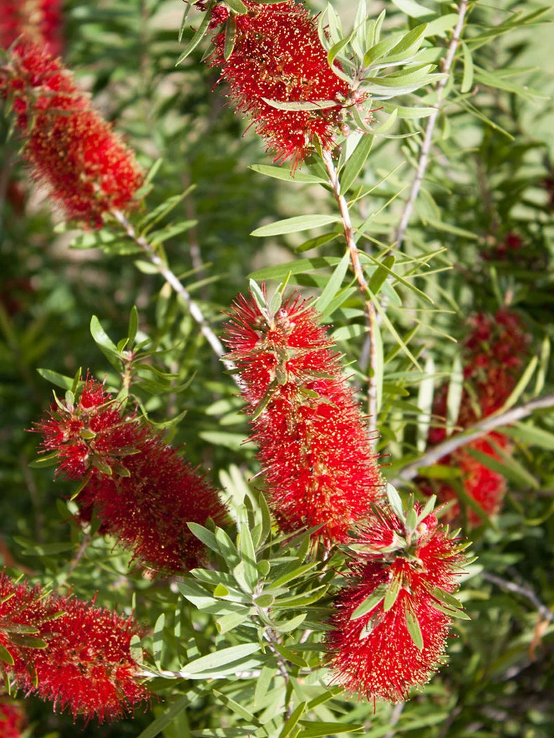 SN Bottlebrush - Red Cluster FLOWERING COLLECTION