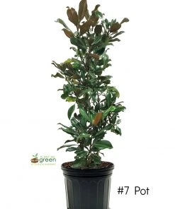 SN Magnolia - Bracken Brown Beauty (Southern)