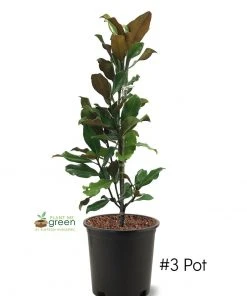 SN Magnolia - Bracken Brown Beauty (Southern)