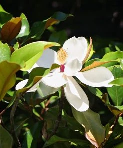 SN Magnolia - Bracken Brown Beauty (Southern)