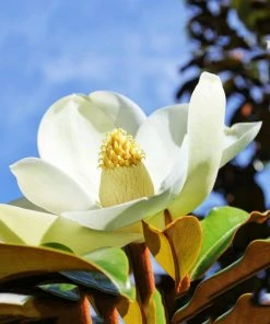 SN Magnolia - Bracken Brown Beauty (Southern)