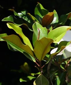 SN Magnolia - Bracken Brown Beauty (Southern)
