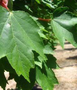 SN Maple - Brandywine