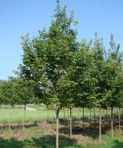 SN Maple - Brandywine