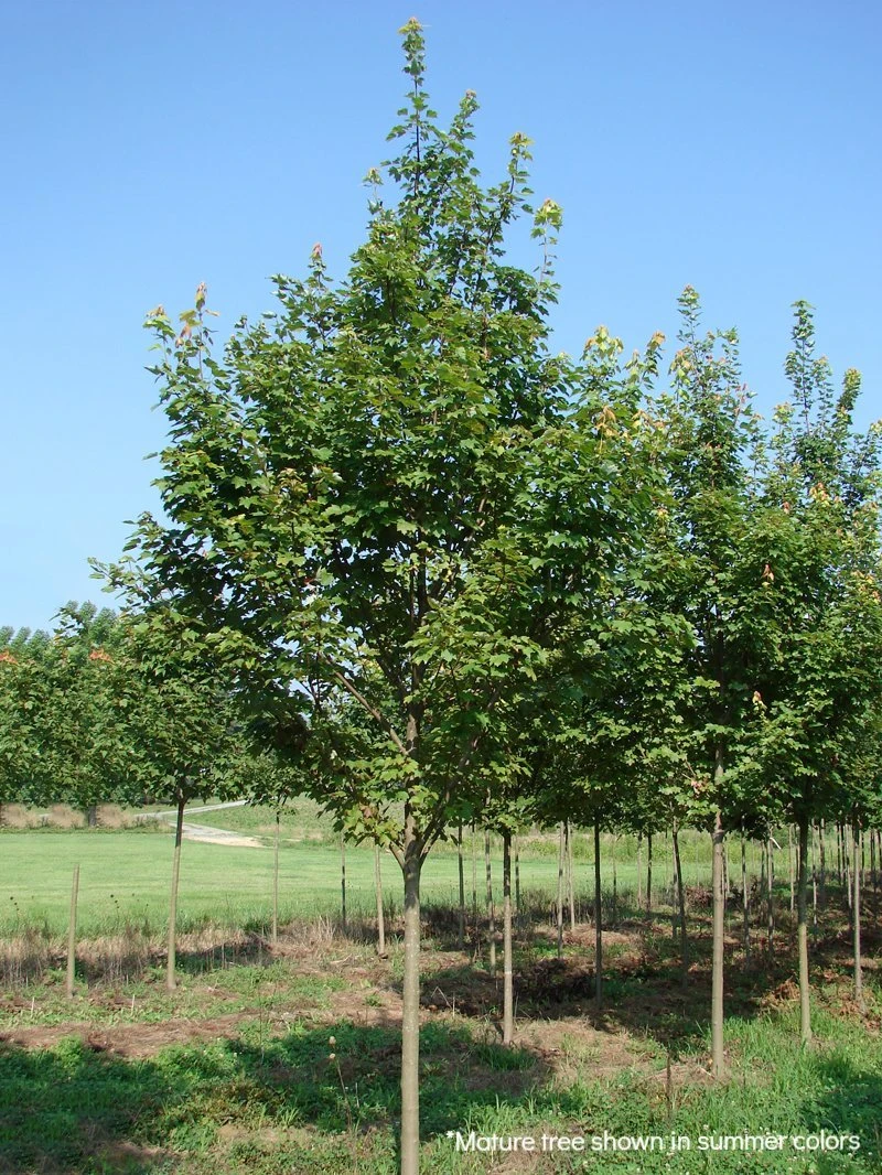 SN Maple - Brandywine