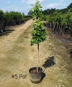 SN Maple - Brandywine