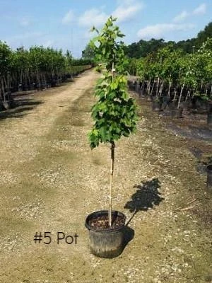 SN Maple - Brandywine