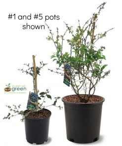 SN Blueberry - Brightwell (Rabbit Eye)