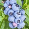 SN Blueberry - Brigitta (Northern Highbush)
