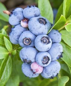 SN Blueberry - Brigitta (Northern Highbush)