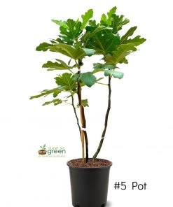 SN FRUIT COLLECTION Fig Trees - Brown Turkey