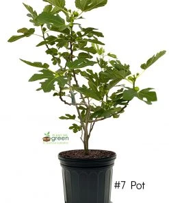 SN FRUIT COLLECTION Fig Trees - Brown Turkey