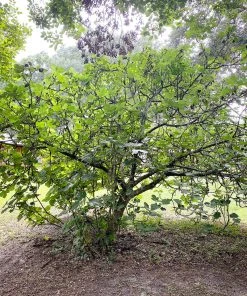 SN FRUIT COLLECTION Fig Trees - Brown Turkey