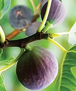 SN FRUIT COLLECTION Fig Trees - Brown Turkey