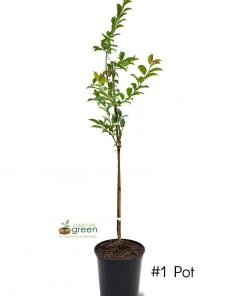 SN Plum Trees - Bruce FRUIT COLLECTION