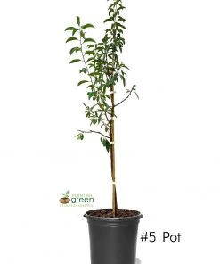 SN Plum Trees - Bruce FRUIT COLLECTION