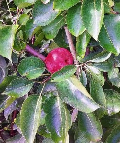SN Plum Trees - Bruce FRUIT COLLECTION