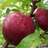 SN Plum Trees - Bruce FRUIT COLLECTION