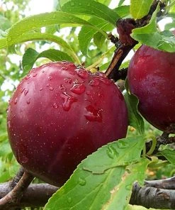 SN Plum Trees - Bruce FRUIT COLLECTION