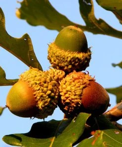 Plant Me Green Oak - Bur