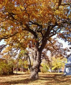 Plant Me Green Oak - Bur