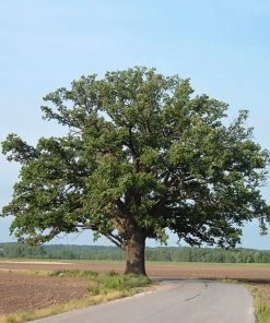 Plant Me Green Oak - Bur