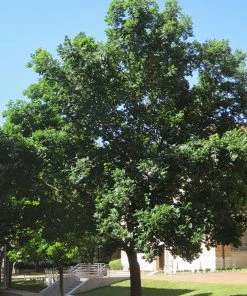 Plant Me Green Oak - Bur