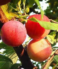 SN FRUIT COLLECTION Plum Trees - Burbank